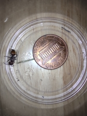 Dasymutilla texanella