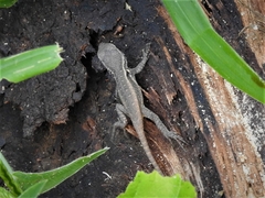 Sceloporus variabilis