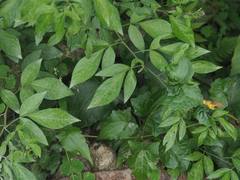 Ohwia caudata
