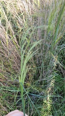Austrostipa verticillata