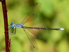 Lestes eurinus