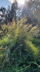 Austrostipa verticillata