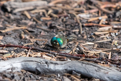 Cordulia shurtleffii