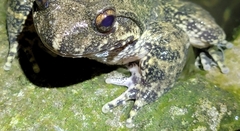 Quasipaa spinosa