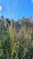 Austrostipa verticillata
