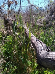 Phalaris californica