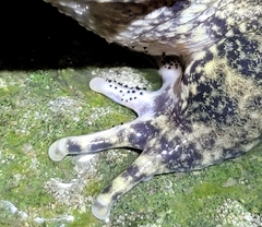 Quasipaa spinosa