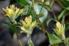 Castilleja unalaschcensis