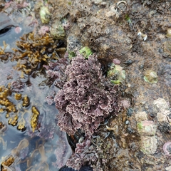 Arthrocardia corymbosa