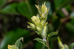 Castilleja unalaschcensis