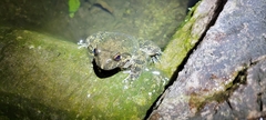 Quasipaa spinosa