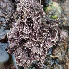 Arthrocardia corymbosa