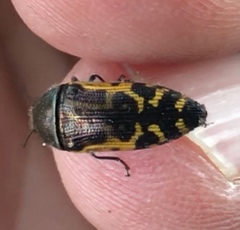 Acmaeodera pulchella