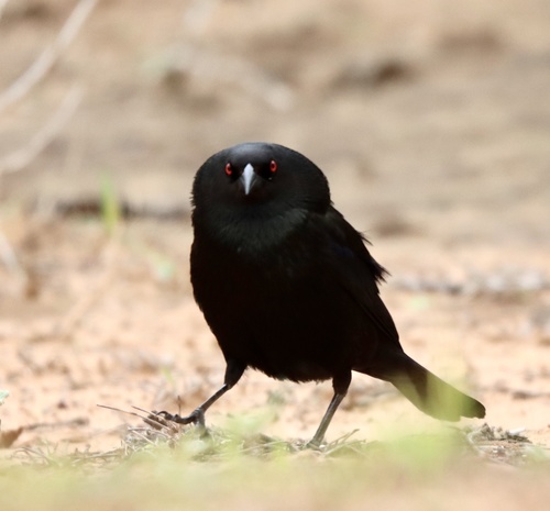 Bronzed Cowbird, FM-2844, Rio Grande City, TX, US, photo 7 of 10