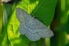 Scopula ternata