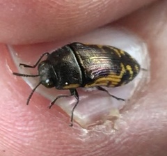 Acmaeodera pulchella