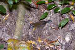 Oreoscopus gutturalis