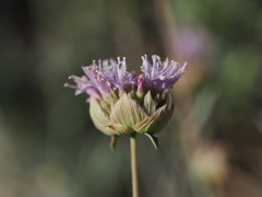 Monardella linoides sierrae