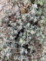 Euphorbia vallis-mortae