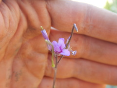 Boechera sparsiflora