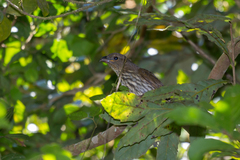 Scenopoeetes dentirostris