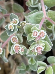 Euphorbia vallis-mortae