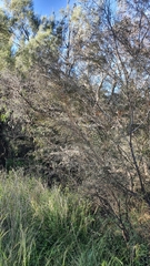 Leptospermum polyanthum