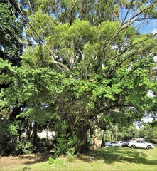 Ficus natalensis natalensis