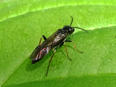 Allantus cinctus