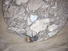 Pseudomethoca brazoria