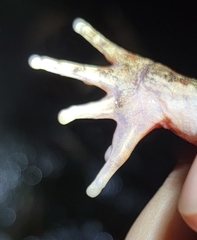 Quasipaa exilispinosa