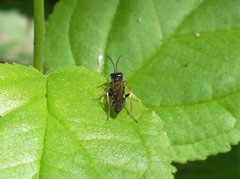 Allantus cinctus