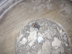 Pseudomethoca brazoria