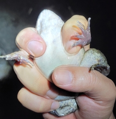 Quasipaa exilispinosa