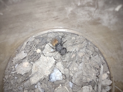 Pseudomethoca brazoria