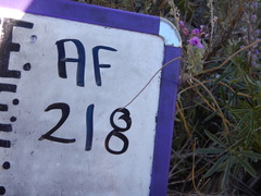 Boechera sparsiflora