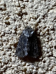 Lacinipolia rodora