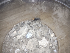 Pseudomethoca brazoria