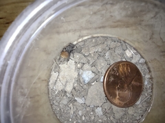 Pseudomethoca brazoria