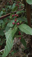 Frangula capreifolia