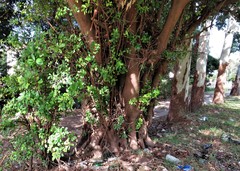 Ficus natalensis natalensis