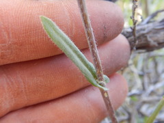 Boechera sparsiflora