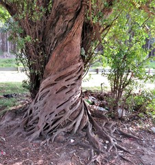 Ficus natalensis natalensis