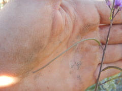 Boechera sparsiflora