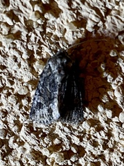 Lacinipolia rodora