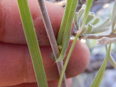 Boechera sparsiflora