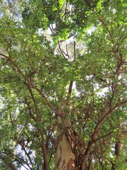 Ficus natalensis natalensis