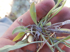 Boechera sparsiflora