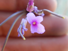Boechera sparsiflora