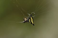 Gasteracantha hecata